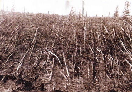Copaci cazuti in urma meteoritului Tunguska